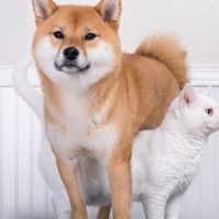 ������� �����